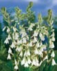 Galtonia  HYACINTHUS CANDICANS